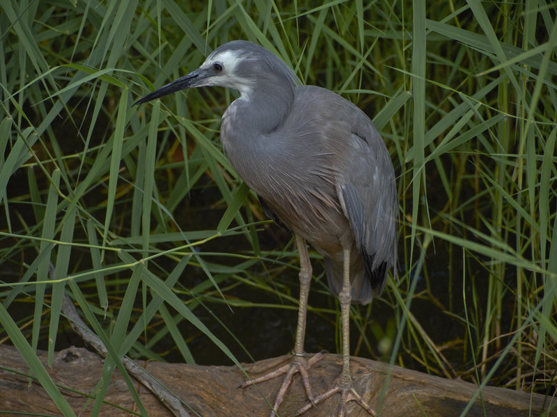 Bird, Alice Springs